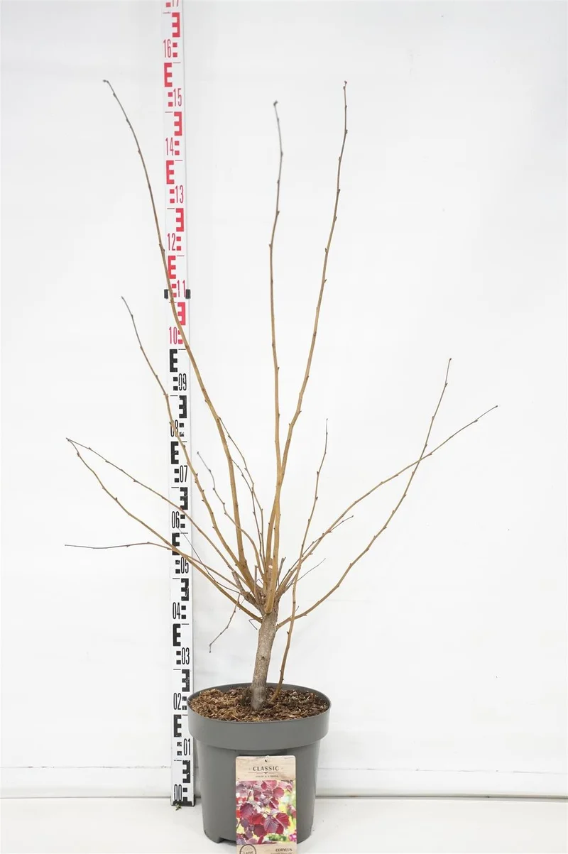 Corylus max. 'Purpurea' C12 (12 liters kruka) 125-150 cm