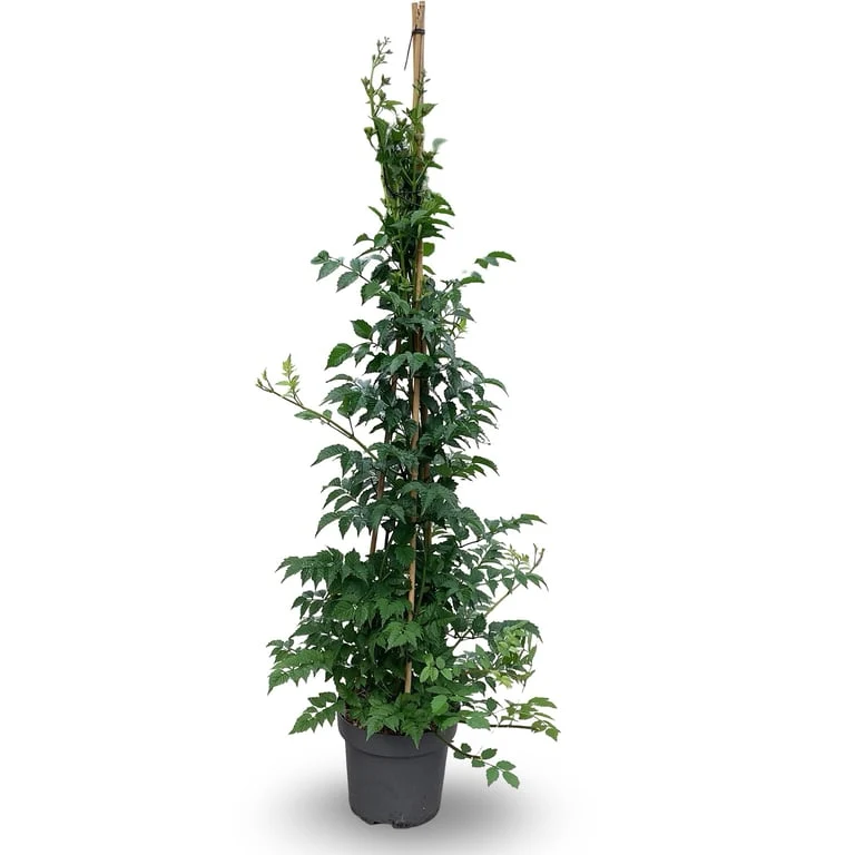 Campsis tagli. 'Mme Galen' C12 (12 liters kruka) 150-175 cm
