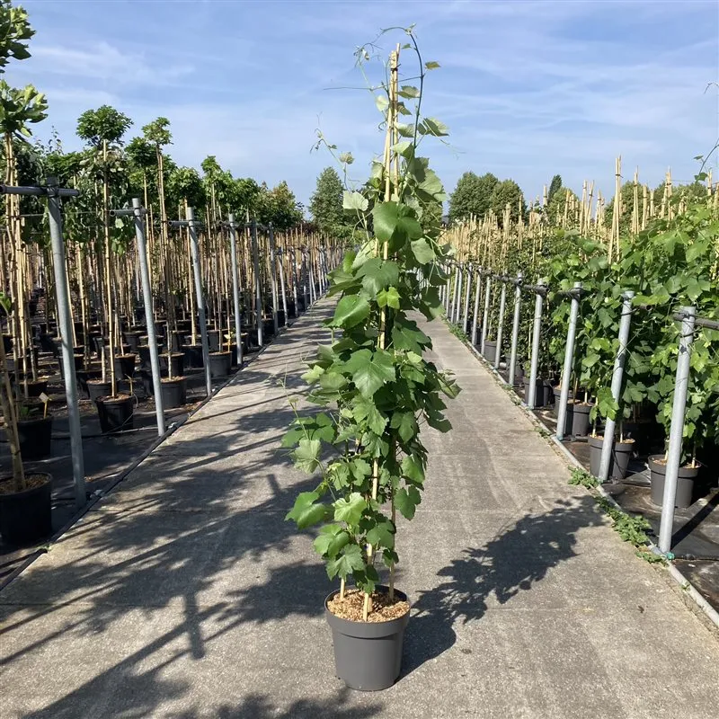 Vitis 'Boskoop Glory' C12 (12 liters kruka) 175-200 cm