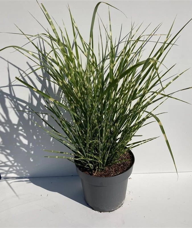 Miscanthus sin. 'Strictus' C12 (12 liters kruka) 80-100 cm