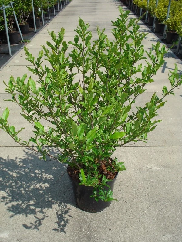 Magnolia stellata C12 (12 liters kruka) 80-100 cm