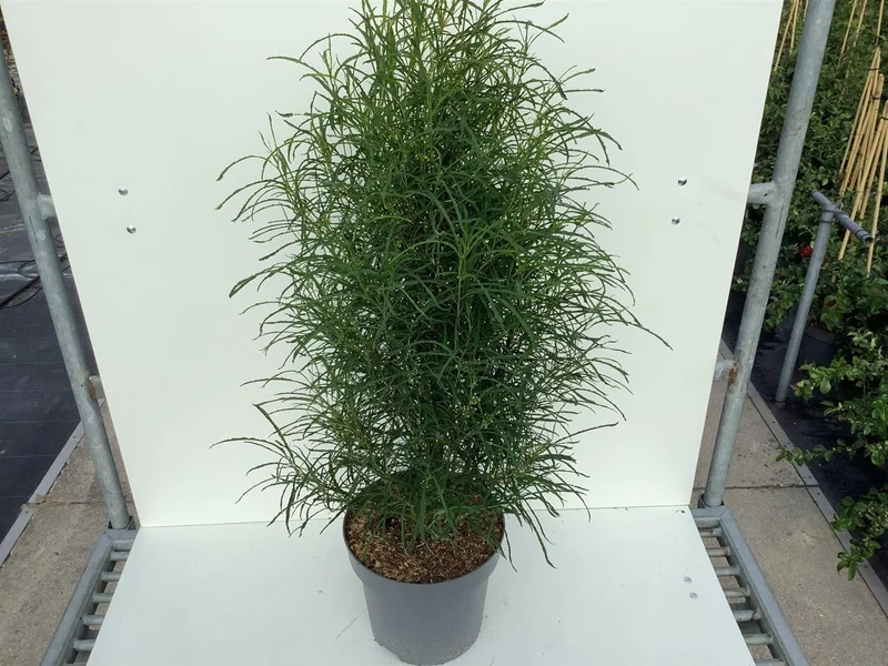 Frangula alnus 'Fine Line' C12 (12 liters kruka) 100-125 cm