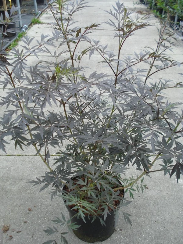 Sambucus nigra 'Black Lace' C12 (12 liters kruka) 80-100 cm