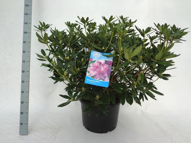 Rhododendron 'Catawb. Grandiflorum' C40 (40 liters kruka) 80-100 cm