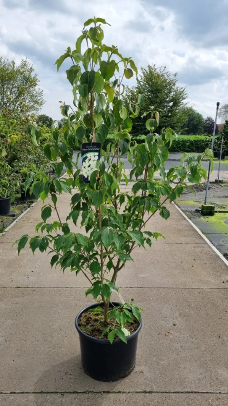 Cornus kousa 'Schmetterling' C35 (35 liters kruka) 125-150 cm