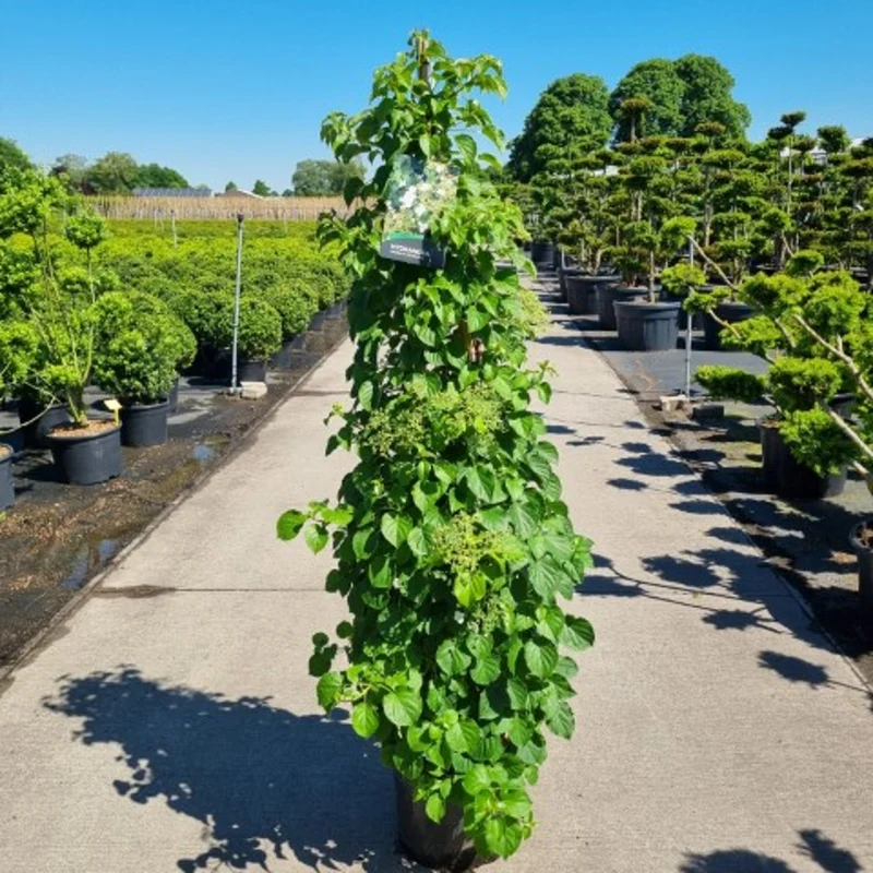 Hydrangea anomala petiolaris 125-150 cm C20 (20 liters kruka) 3-pack