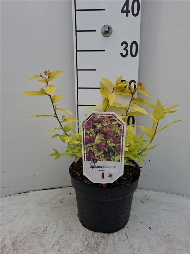 Spiraea japonica 'Firelight' C3 (3 liters kruka) 25-30 cm