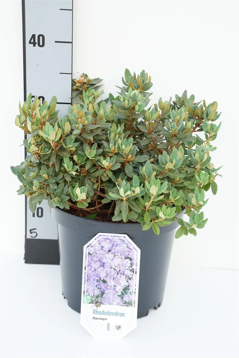 Rhododendron 'Ramapo' C5 (5 liters kruka) 30+ cm