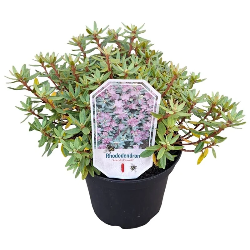 Rhododendron 'Arends Favorit' C3 (3 liters kruka) 25-30 cm