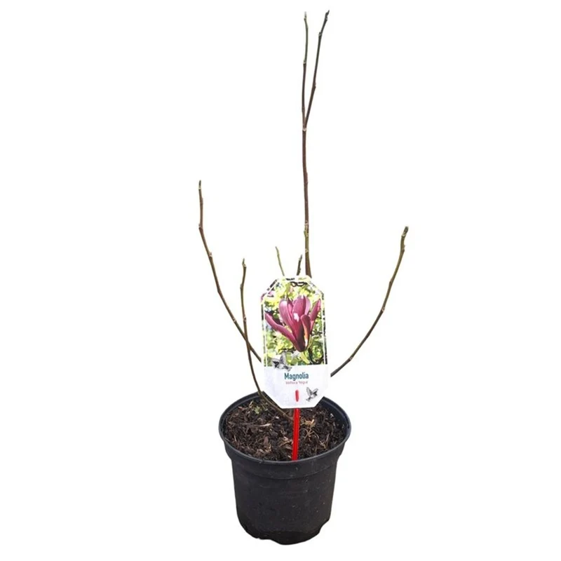 Magnolia liliiflora 'Nigra' C3 (3 liters kruka) 40-50 cm