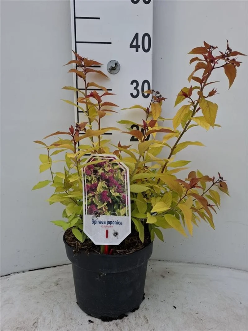 Spiraea japonica 'Goldflame' C3 (3 liters kruka) 30-40 cm
