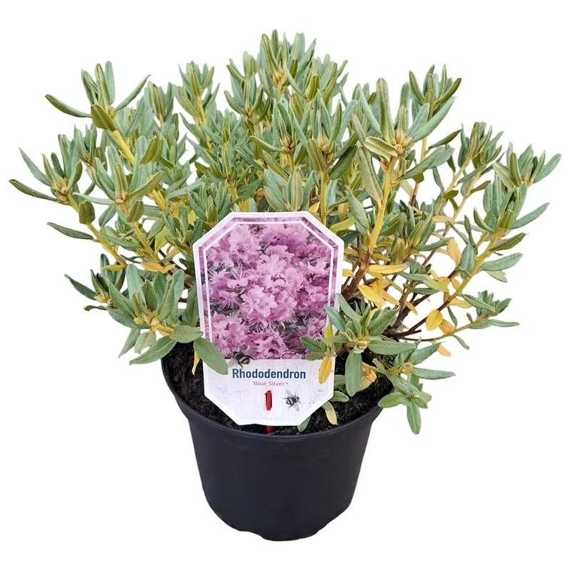 Rhododendron 'Blue Silver' C3 (3 liters kruka) 25-30 cm