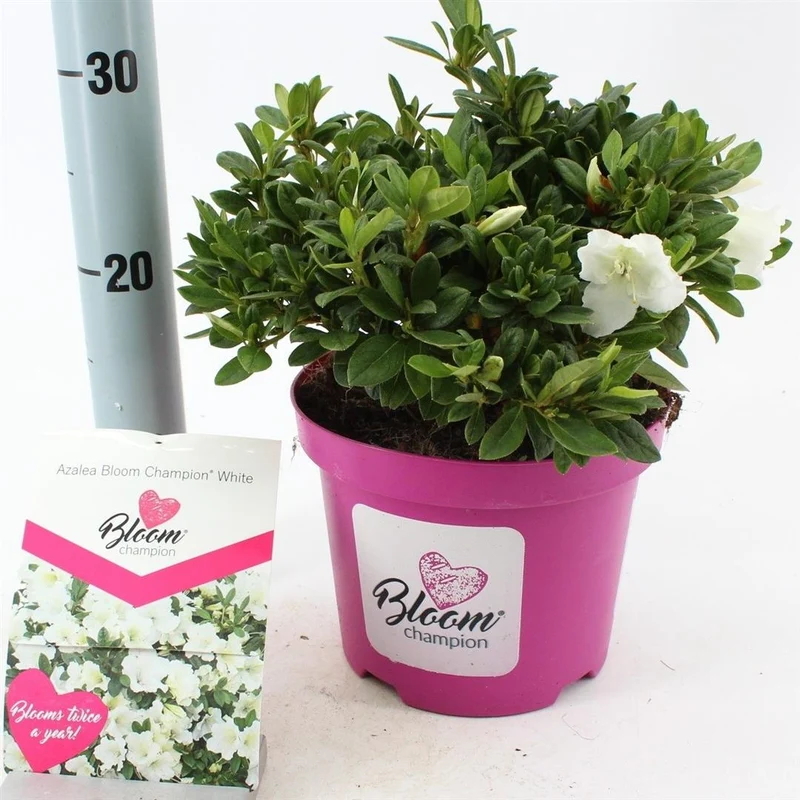 Rhododendron 'BloomChampion® White' C3 (3 liters kruka) 25-30 cm