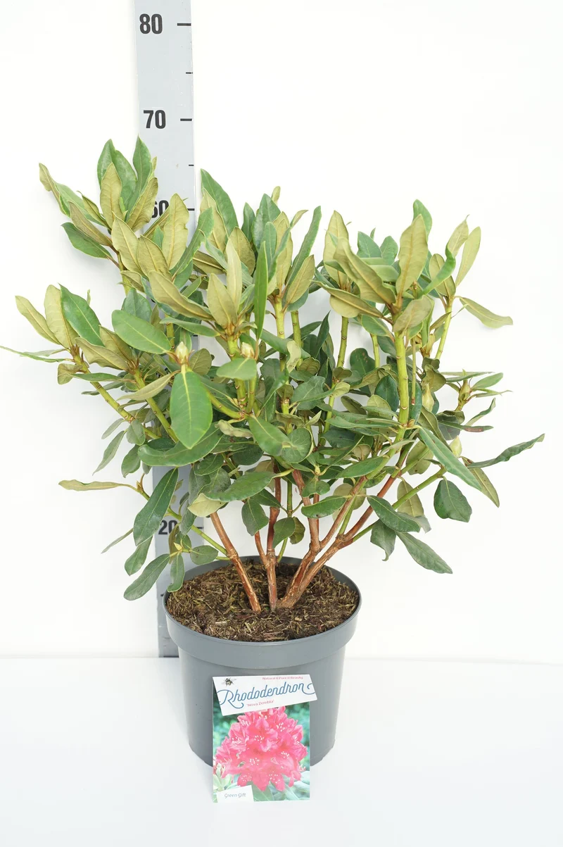 Rhododendron 'Blattgold' C10 (10 liters kruka) 50-60 cm