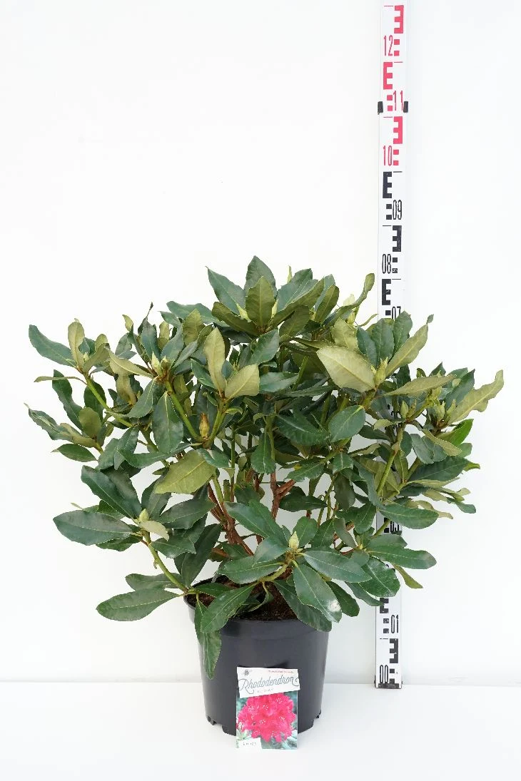 Rhododendron 'Nova Zembla' C10 (10 liters kruka) 50-60 cm