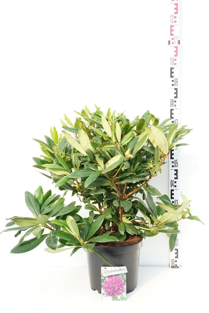 Rhododendron 'Marcel Menard' C10 (10 liters kruka) 50-60 cm