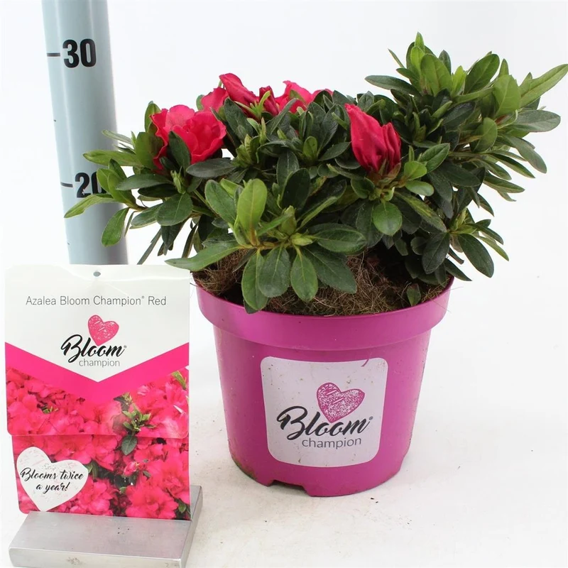 Rhododendron 'BloomChampion® Red' C3 (3 liters kruka) 25-30 cm