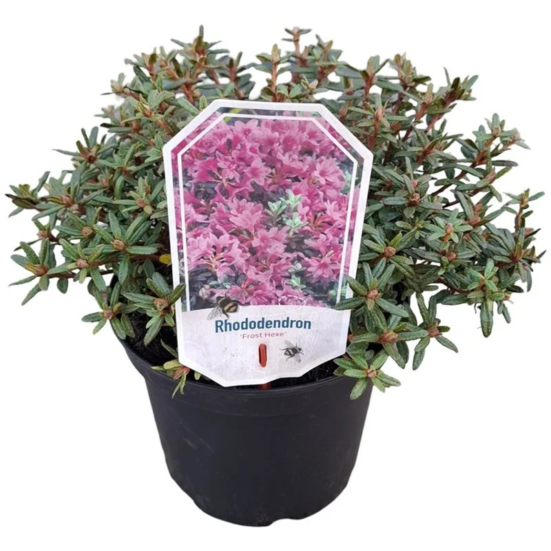 Rhododendron 'Frost Hexe' C3 (3 liters kruka) 25-30 cm