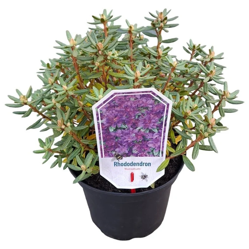 Rhododendron 'Praecox' C3 (3 liters kruka) 25-30 cm