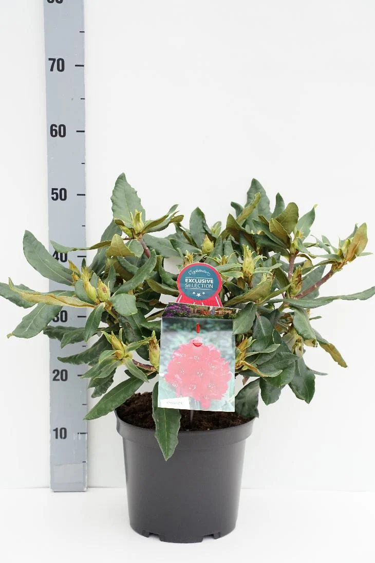 Rhododendron 'Hachm. Feuerschein' C5 (5 liters kruka) 30-40 cm