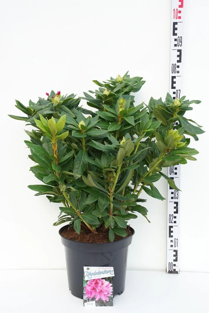 Rhododendron 'Cosmopolitan' C10 (10 liters kruka) 50-60 cm