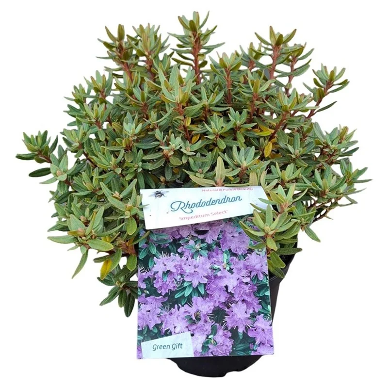 Rhododendron 'Impeditum Select' C3 (3 liters kruka) 25-30 cm