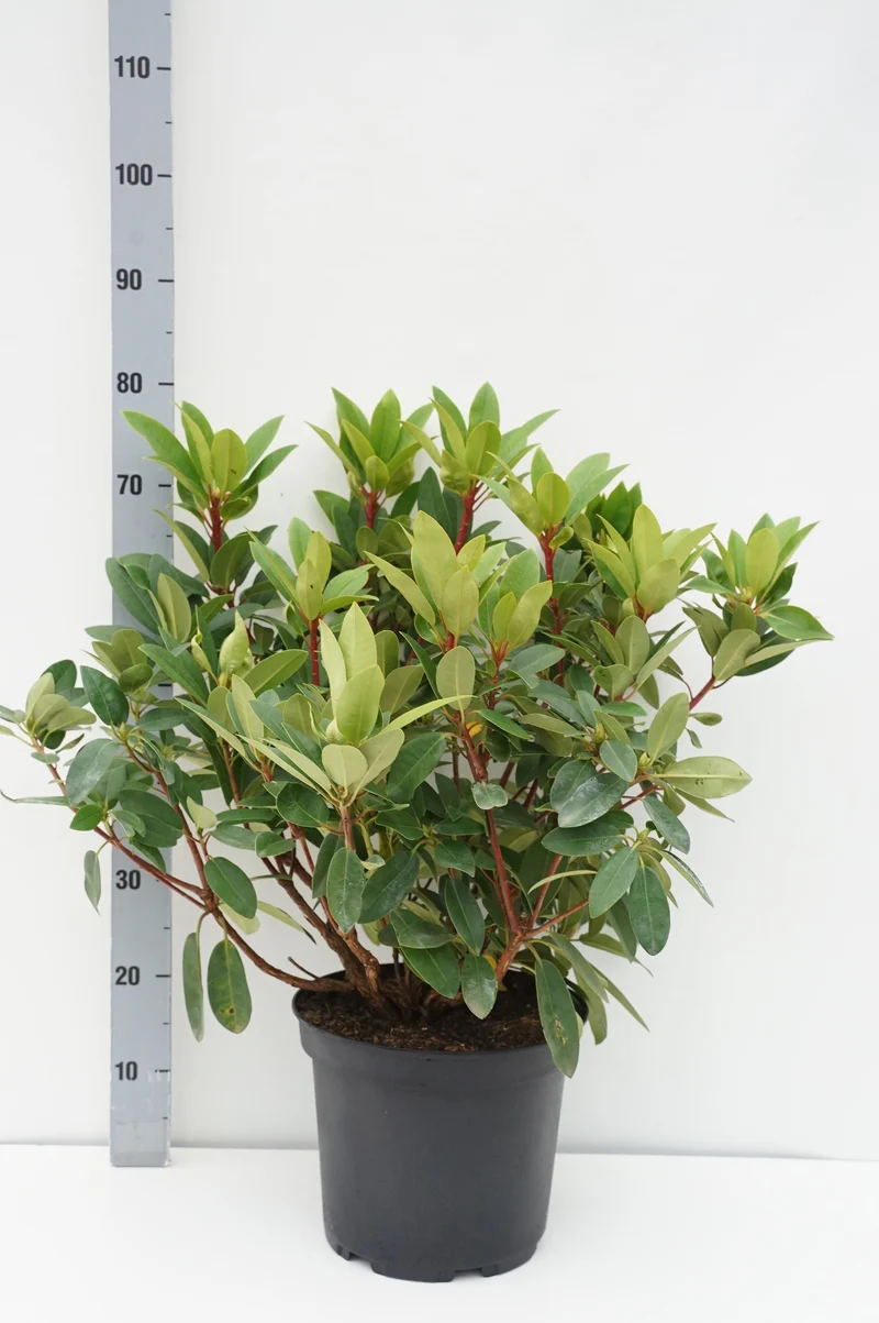 Rhododendron 'Hans Hachmann' C10 (10 liters kruka) 50-60 cm