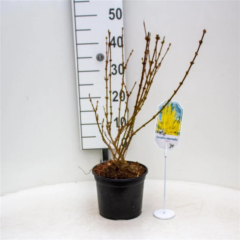 Forsythia int. 'Lynwood' C3 (3 liters kruka) 30-40 cm