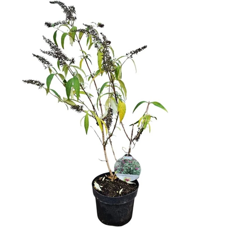 Choisya tern. 'Goldfingers' C3 (3 liters kruka) 25-30 cm
