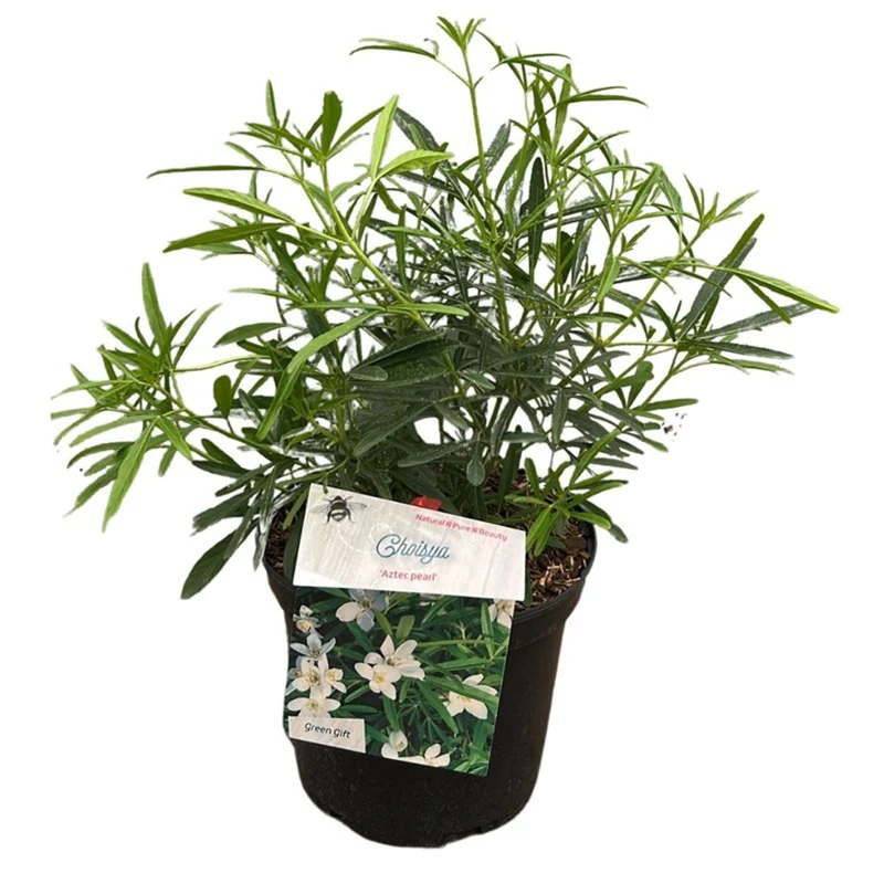 Choisya 'Aztec Pearl' C3 (3 liters kruka) 25-30 cm