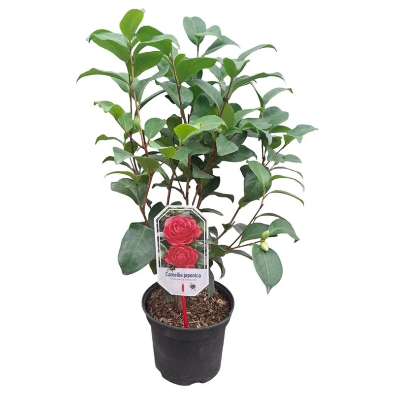 Camellia japonica 'Principessa Baciocchi' 40-50 cm, C3 (3 liters kruka)
