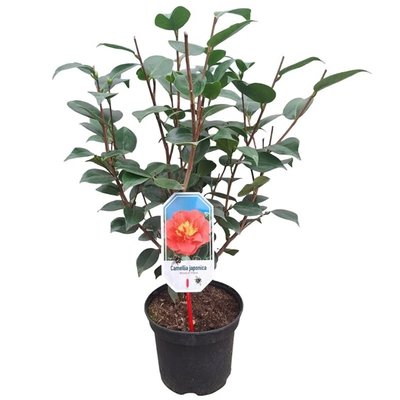 Camellia j. 'Blood of China' C3 (3 liters kruka) 40-50 cm