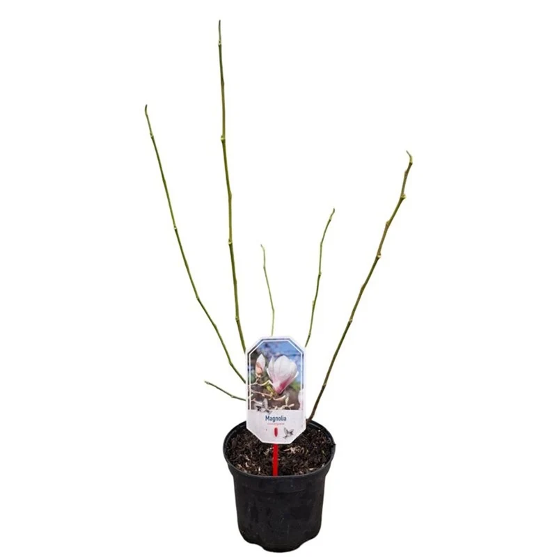 Magnolia soulangeana 40-50 cm, C3 (3 liters kruka)