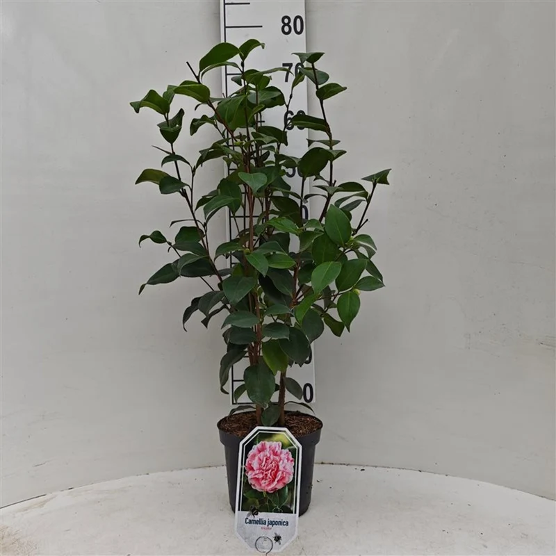 Camellia j. 'Tricolor' C3 (3 liters kruka) 40-50 cm