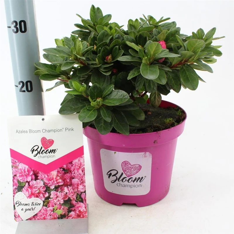 Rhododendron 'BloomChampion® Pink' C3 (3 liters kruka) 25-30 cm