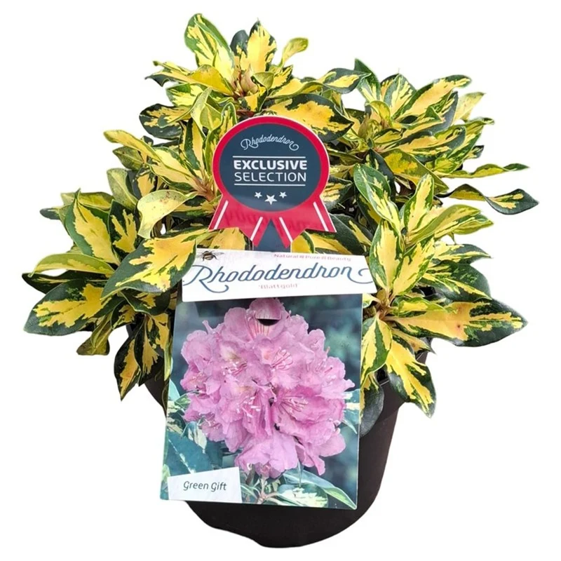 Rhododendron 'Blattgold' 30-40 cm, C5 (5 liters kruka)