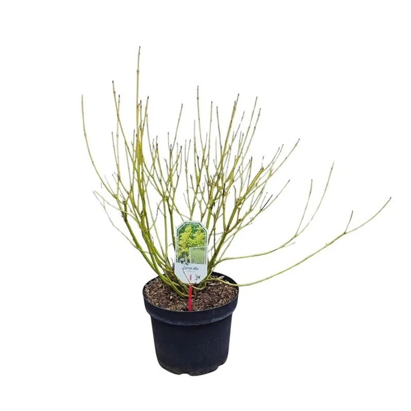 Cornus seri. 'Flaviramea' C10 (10 liters kruka) 80-100 cm