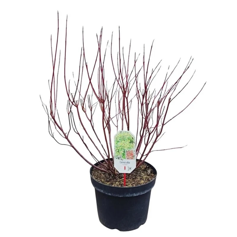 Cornus alba 'Gouchaultii' C10 (10 liters kruka) 60-80 cm