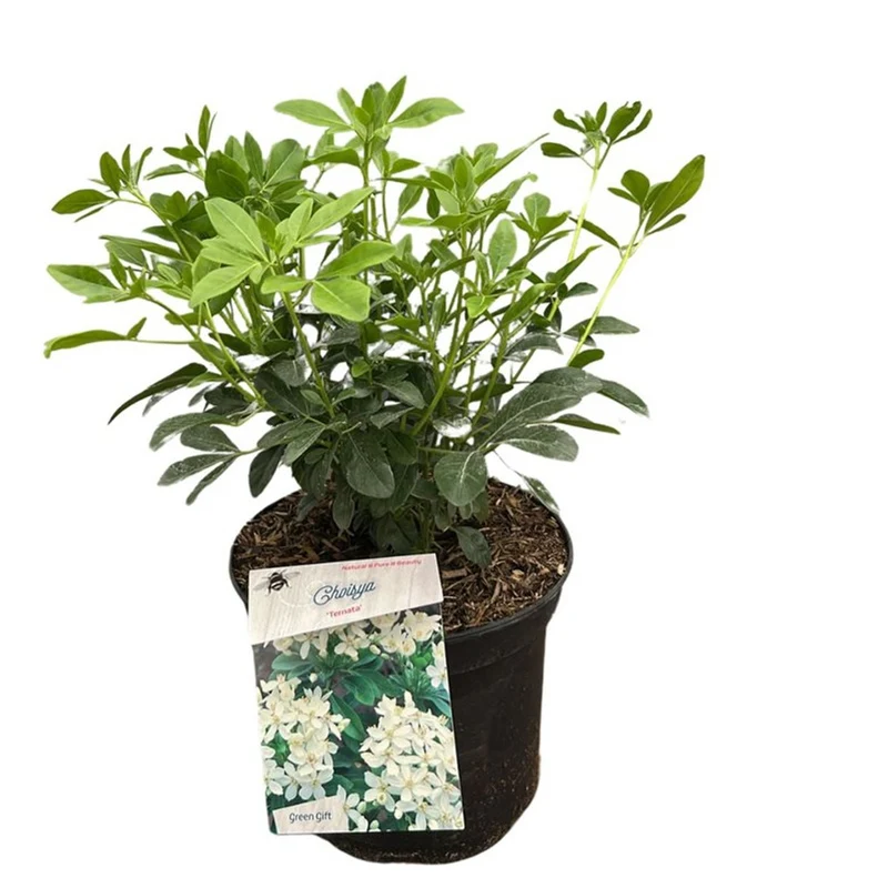 Choisya ternata C5 (5 liters kruka) / 23 cm kruka 30-40 cm