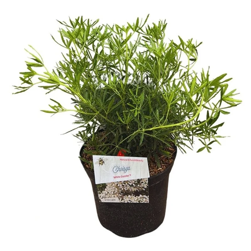 Choisya ternata 'White Dazzler' C3 (3 liters kruka) 25-30 cm