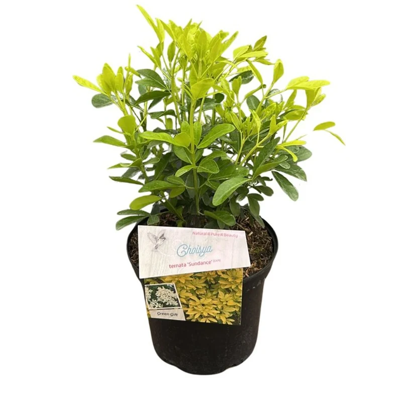 Choisya ternata 'Sundance' C3 (3 liters kruka) 25-30 cm