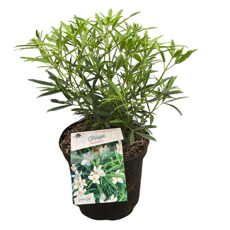 Choisya 'Aztec Pearl' C5 (5 liters kruka) 30-40 cm