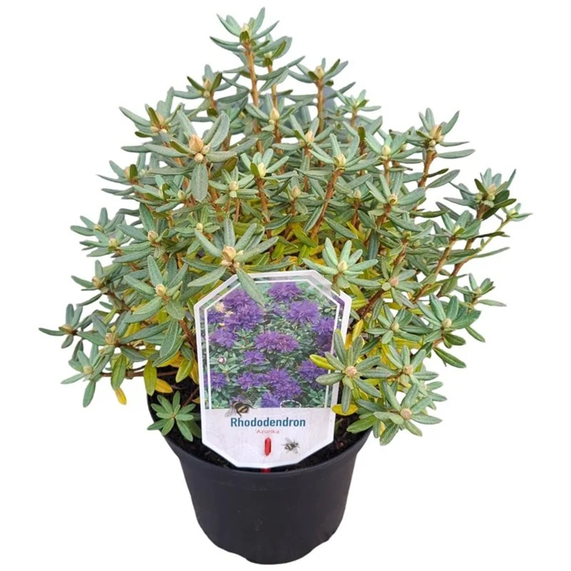 Rhododendron 'Azurika' C3 (3 liters kruka) / 19 cm kruka 25-30 cm