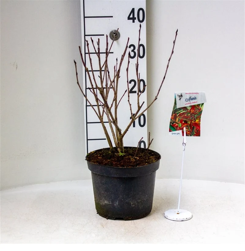 Aronia arbutifolia 'Brilliant' C3 (3 liters kruka) 30-40 cm