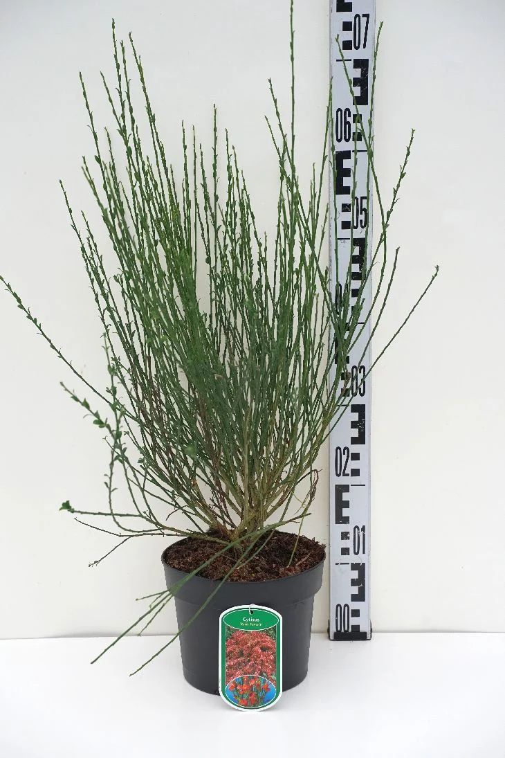 Cytisus 'Roter Favorit' C3 (3 liters kruka) 30-40 cm