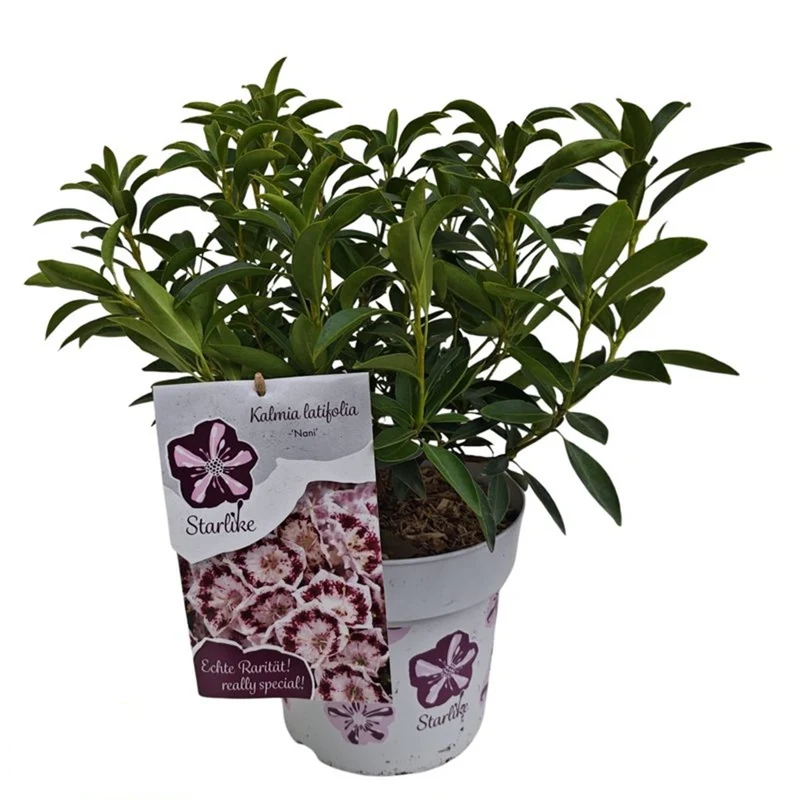 Kalmia lat. 'Nani' C3 (3 liters kruka) / 19 cm kruka 30-40 cm