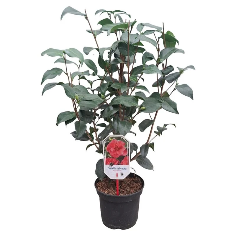 Camellia ret. 'Mary Williams' C3 (3 liters kruka) 40-50 cm