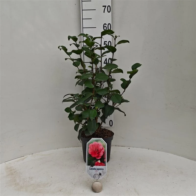 Camellia japonica 'Rubra' C3 (3 liters kruka) / 19 cm kruka 40-50 cm