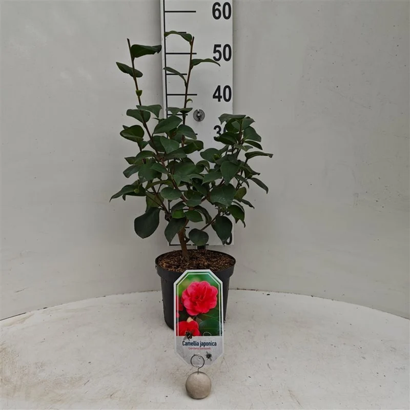 Camellia japonica 'Giordano Santorelli' C3 (3 liters kruka) 40-50 cm