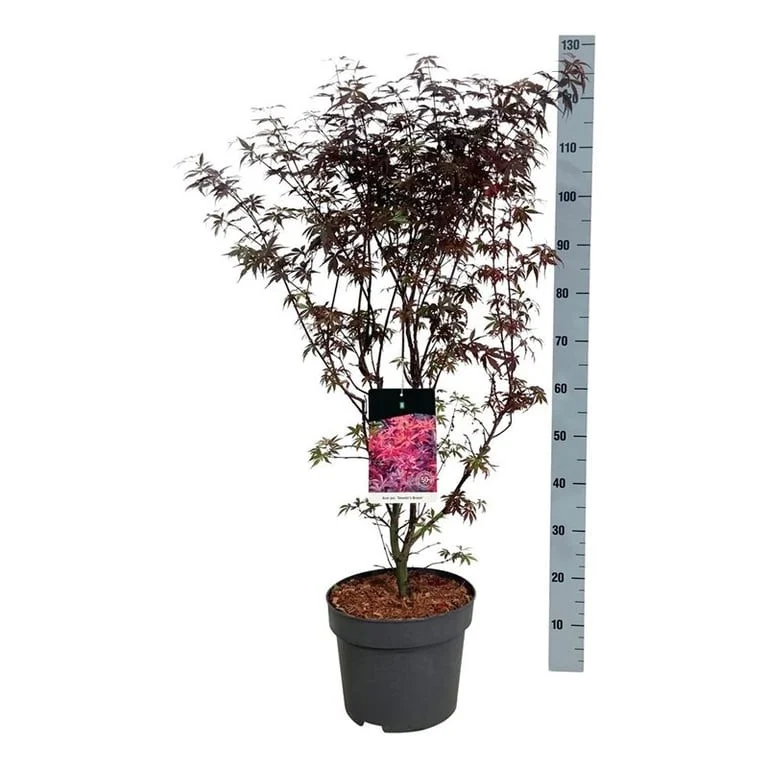 Acer palmatum 'Skeeter's Broom' C10 (10 liters kruka) 80-100 cm